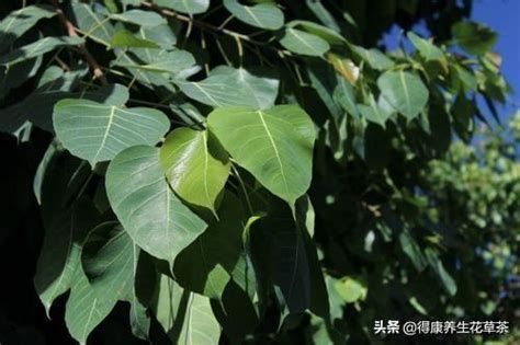 菩提葉功效|菩提葉:功用,相關介紹,飲用指南,茶的作用,廣泛用途,